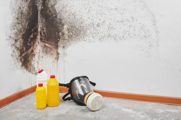Best Attic Mold Removal  in Milwaukie, OR