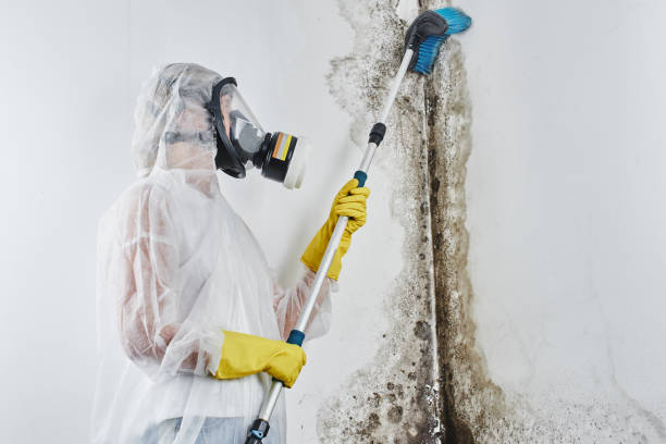 Best Commercial Mold Removal  in Milwaukie, OR