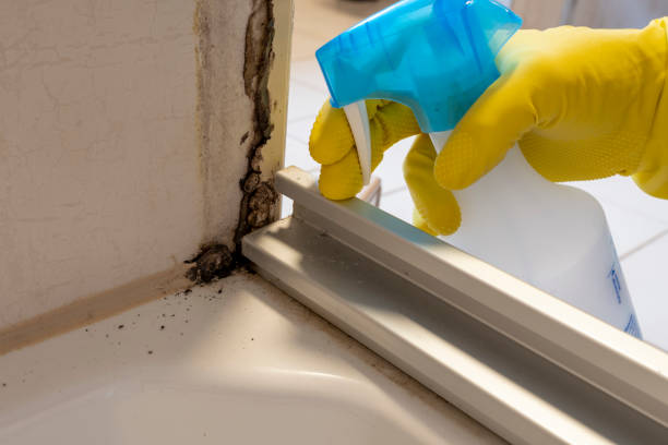 Best Mold Damage Repair  in Milwaukie, OR