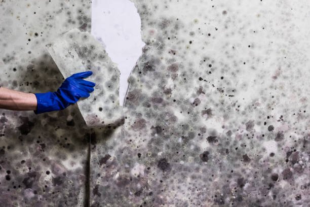 Best Toxic Mold Removal  in Milwaukie, OR