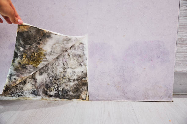 Professional Mold Removal in Milwaukie, OR